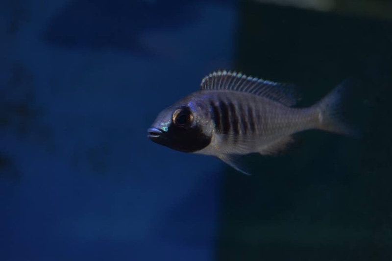 Placidochromis electra 'Fort Maguire'
